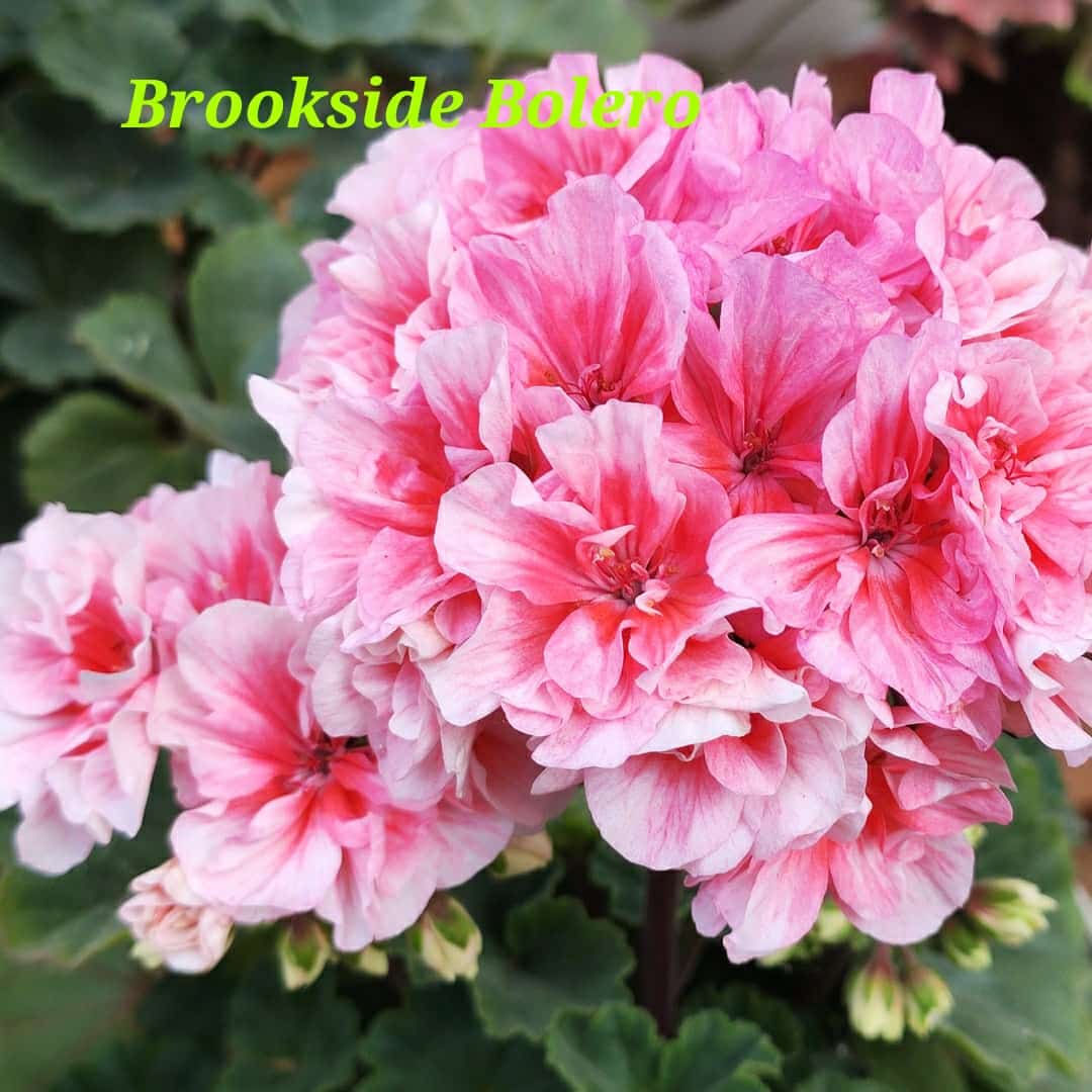  Brookside Bolero 