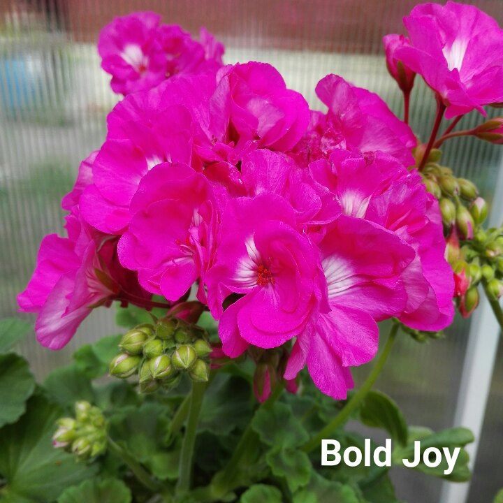  Bold Joy 