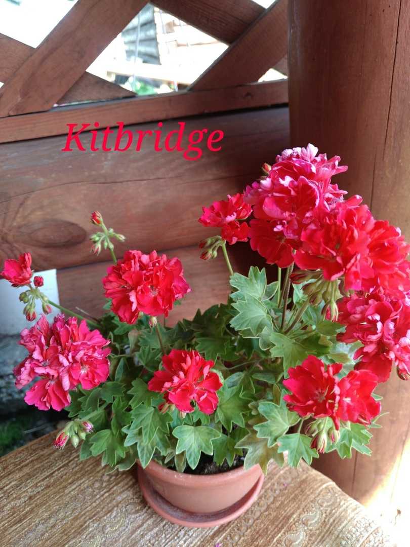  Kitbridge 