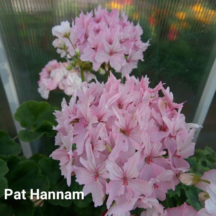  Pat Hannam 
