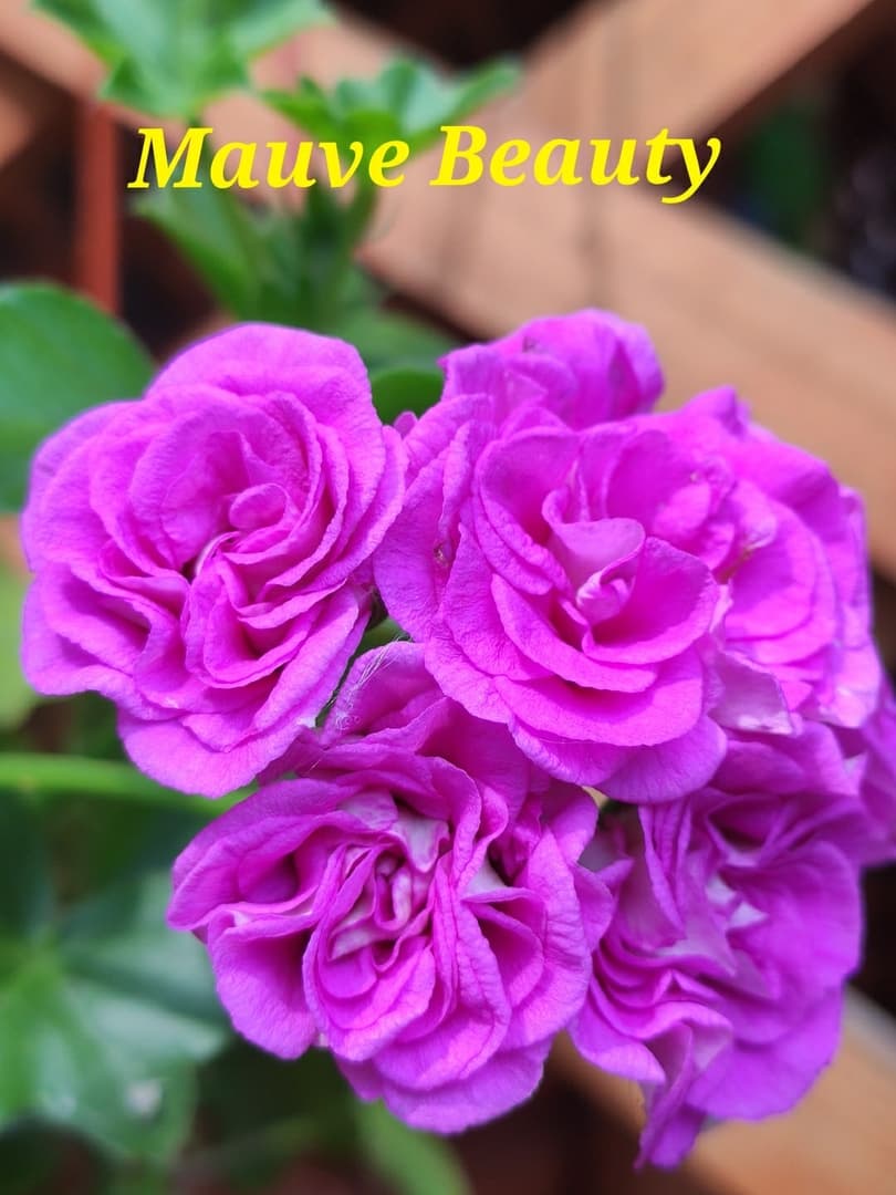  Mauve Beauty 
