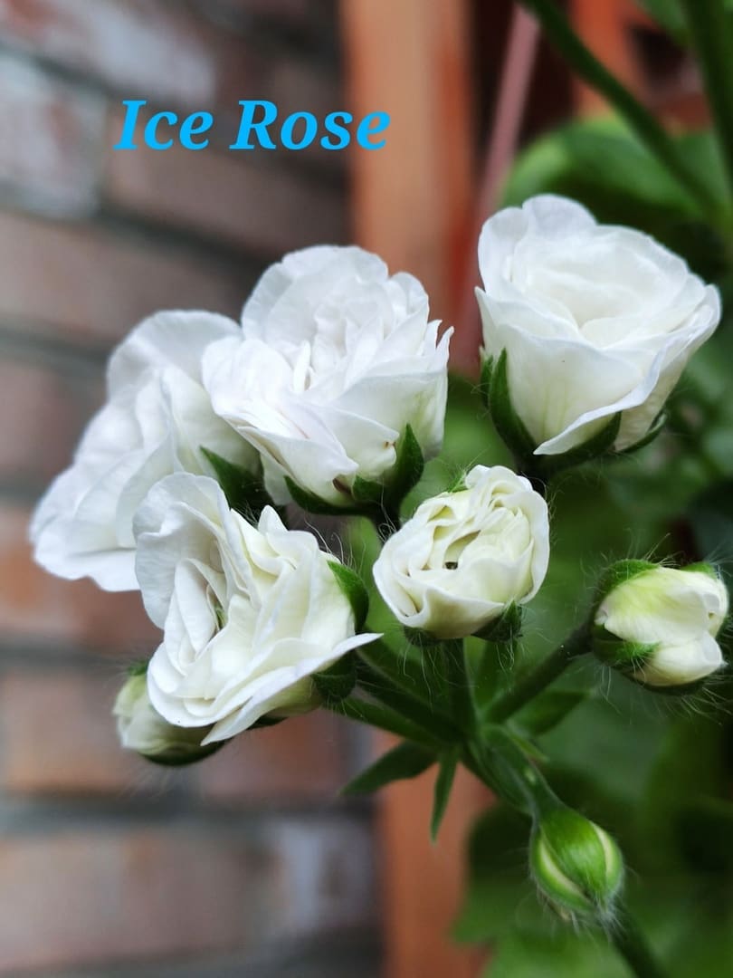  Ice Rose 