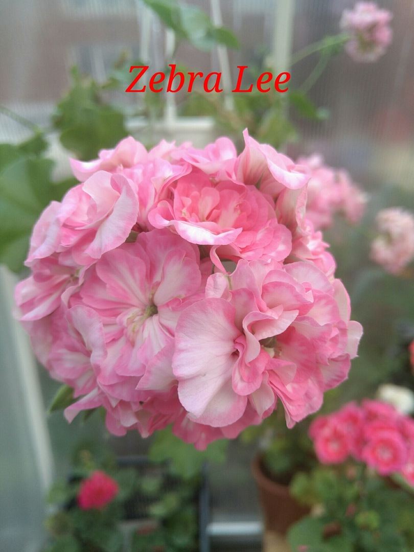  Zeebra Lee 