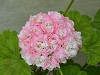 Пеларгония April Snow