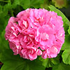 Пеларгония Australien Pink Rosebud
