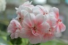 Пеларгония Brookside Primrose