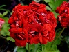 Пеларгония Diemierii Schafferi