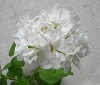 Пеларгония Deakon Arlon
