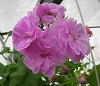 Пеларгония Lilac Rose