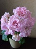Пеларгония Millfield Rose