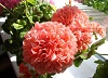 Пеларгония Powder Puff