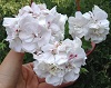 Пеларгония Pac White Pearl