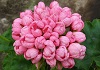Пеларгония Pink Pandora