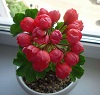 Пеларгония Red Pandora