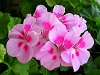 Пеларгония Rose Crystal