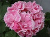 Пеларгония Frou Frou