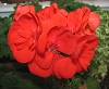 Пеларгония Insdale Duke