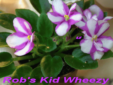  Rob's Kid Wheezy 