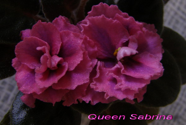  Queen Sabrina 