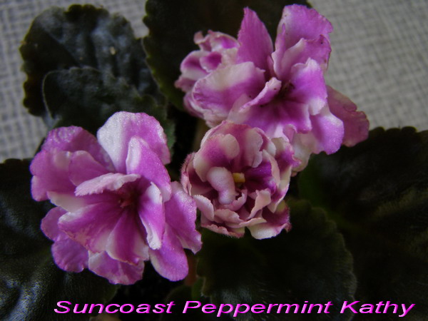  Suncoast Peppermint Kathy 
