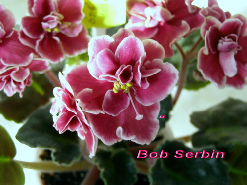  Bob Serbin 