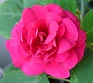  burgundy rose 