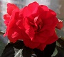 dark red rose 