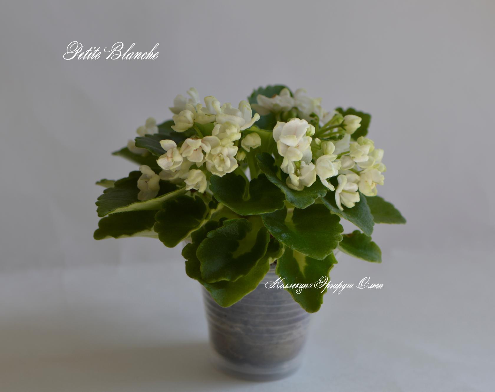  Petite  Blanche 