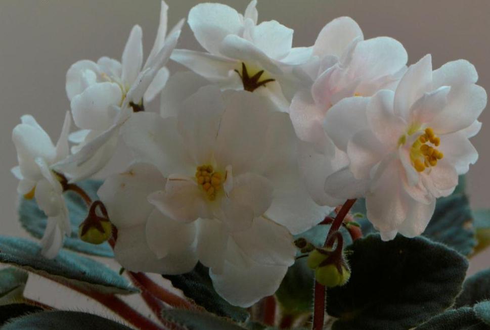  Jolly Moon Flower 