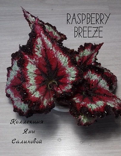  Raspberry Breeze 