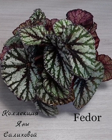  Fedor 