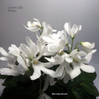  Lunar Lily White 