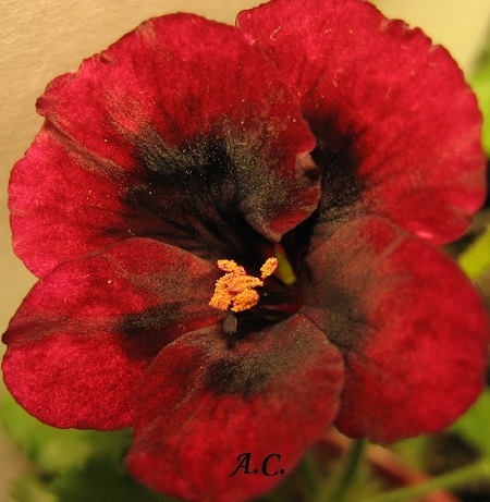  PAC Angeles Dark Red 