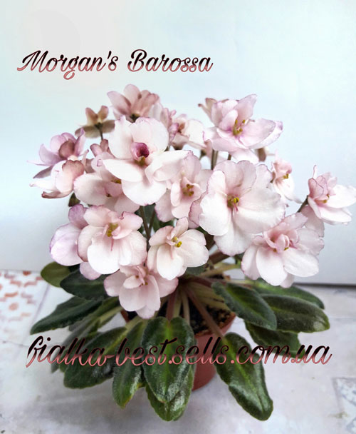  Morgan´s Barossa 