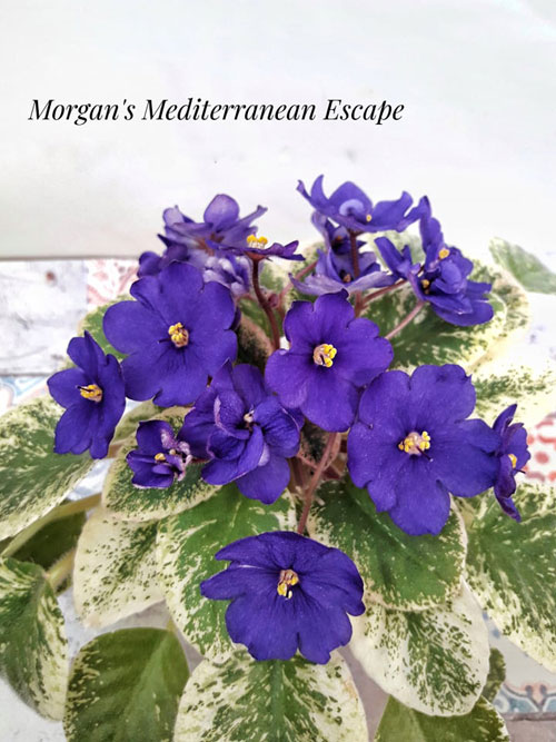  Morgan´s Mediterranean Escape 