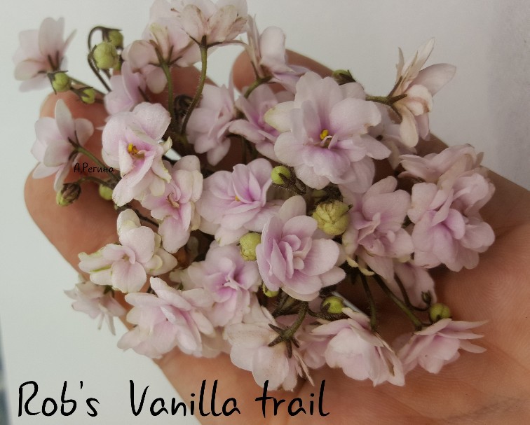  Rob's Vanilla Trail 