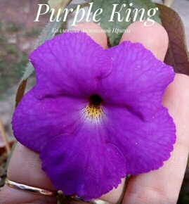 Purple King 