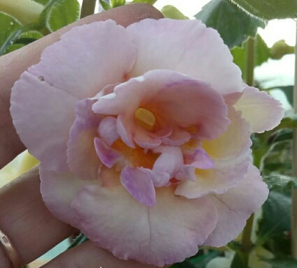  Yellow English Rose 