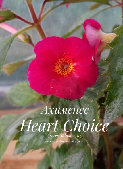  Heart Choice 