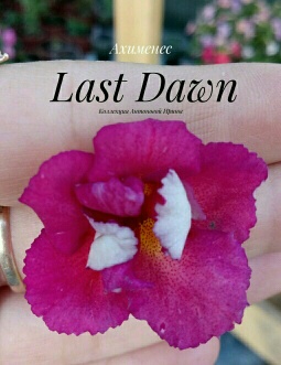  Last Dawn 