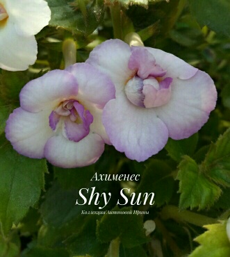  Shy Sun 
