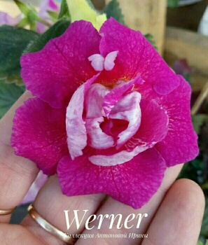  Werner 