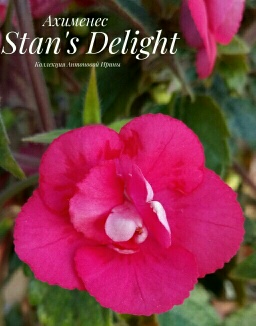  Stan's Delight 