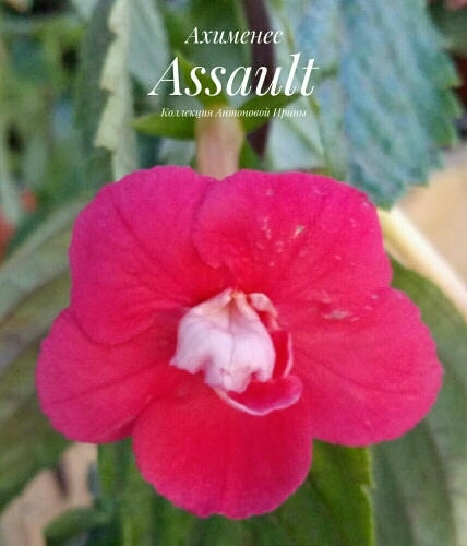 Assault 