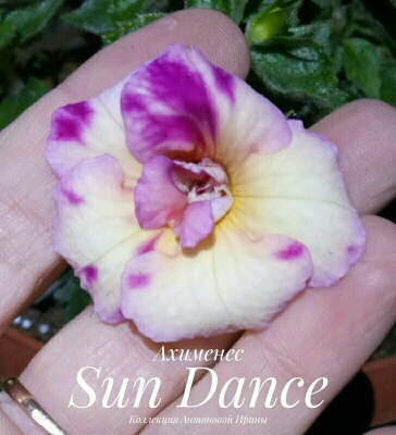 Sun Dance 