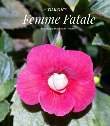  Femme Fatale 