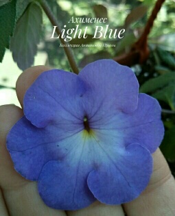  Light Blue () 
