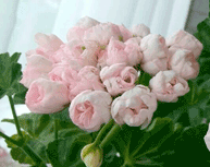Пеларгония Marbacka Tulpan