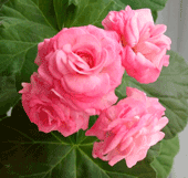 Пеларгония Graingers Antique Rose