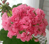 Пеларгония Swanland Pink (Australien Pink Rosebud)